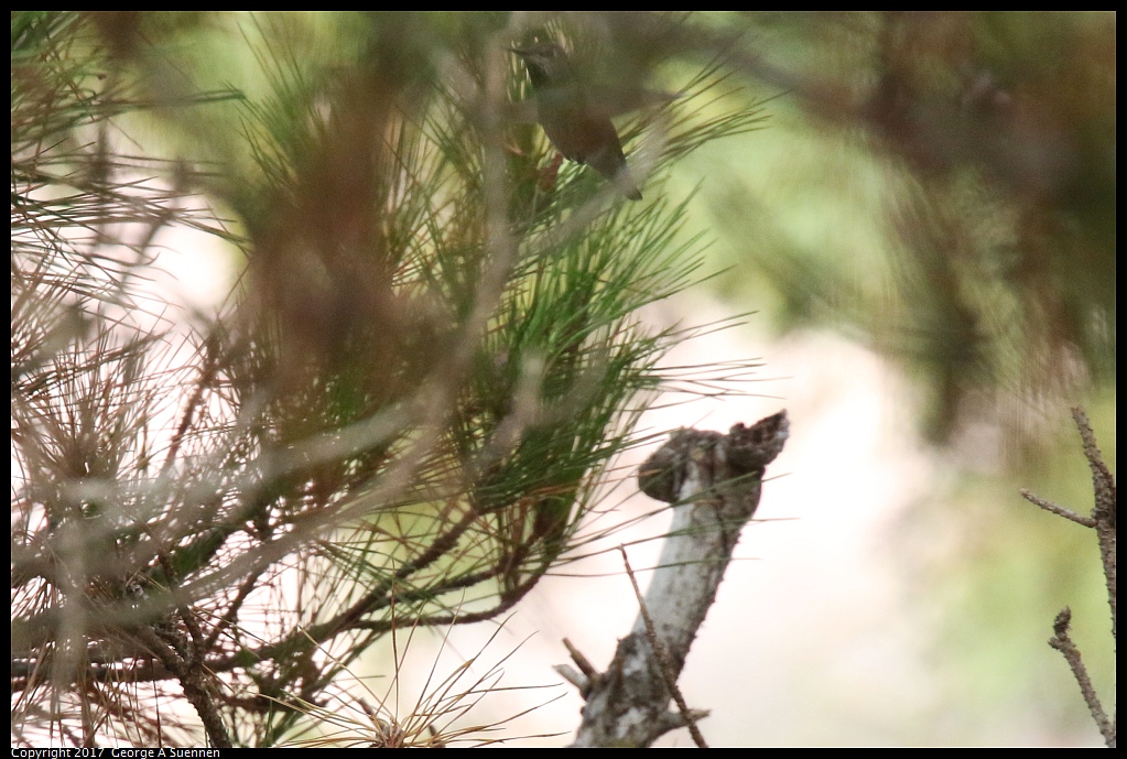 
Anna's Hummingbird
