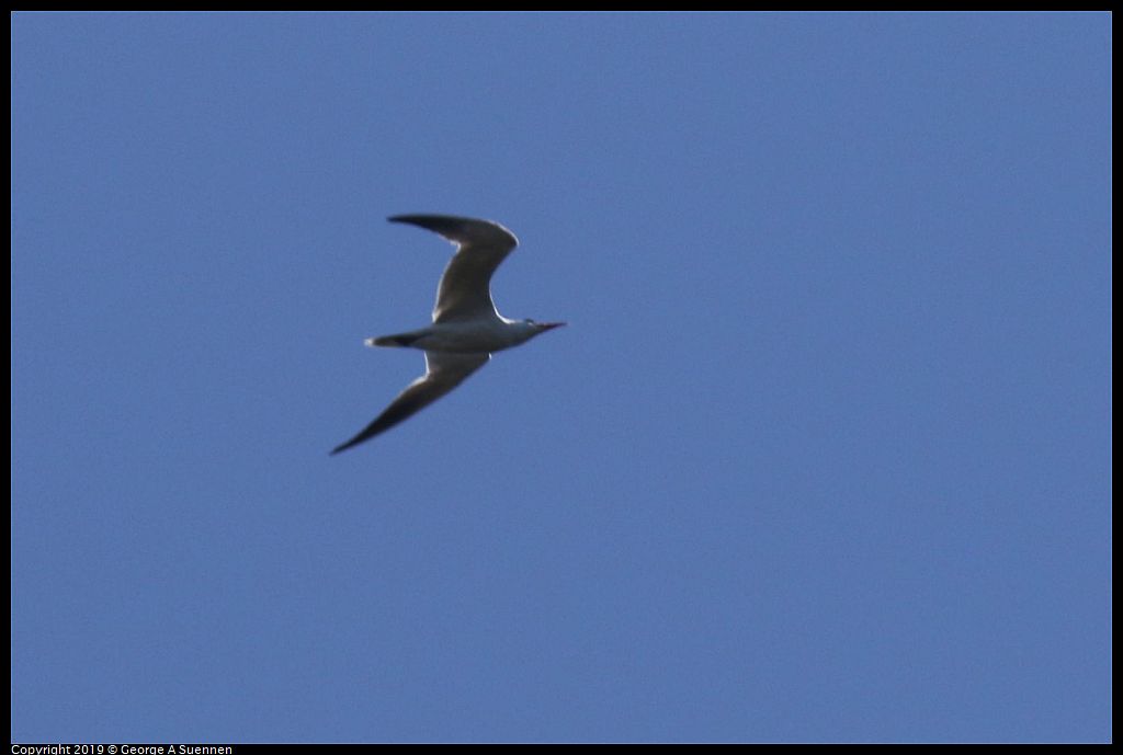 
Caspian Tern
