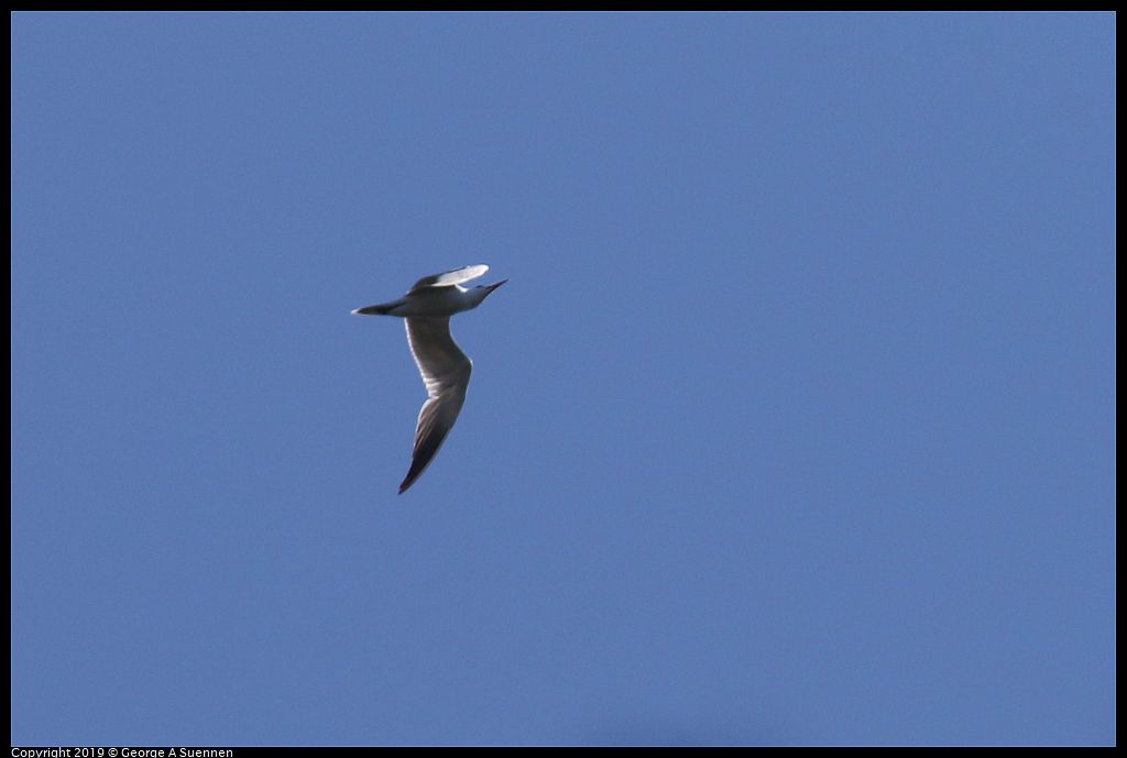 
Caspian Tern
