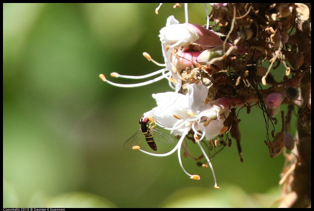
California Buckeye flower and syrphid fly
